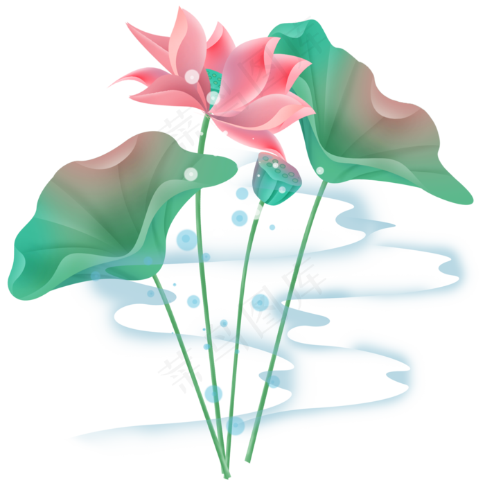 粉色荷花和莲蓬
