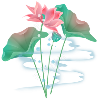 粉色荷花和莲蓬