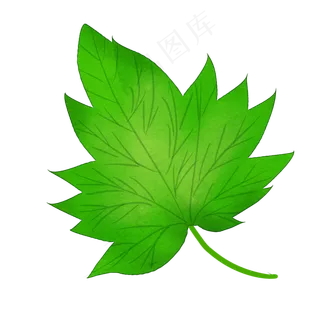 一片春天的树叶免抠插图