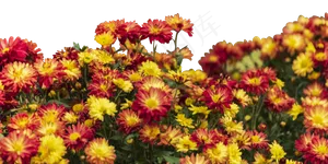 盛开的菊花,免抠元素