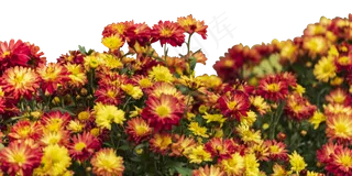 盛开的菊花,免抠元素