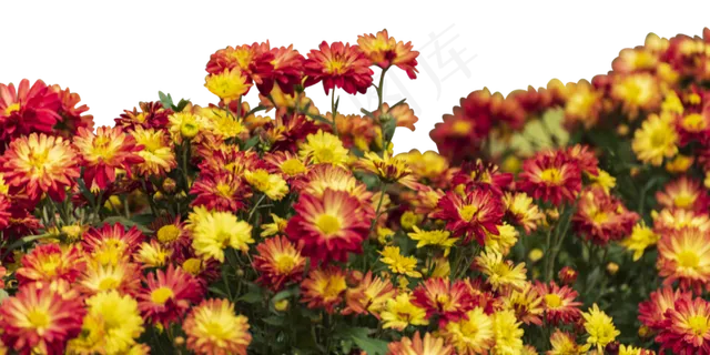 盛开的菊花,免抠元素 盛开的菊花,免抠元素