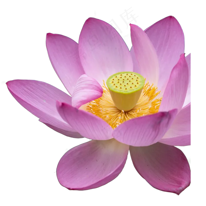 粉色荷花(2000X2000(DPI:300))psd模版下载