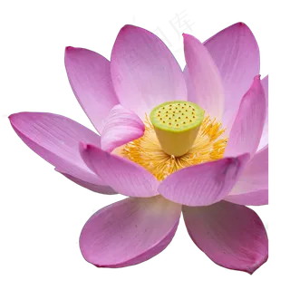 粉色荷花 粉色荷花