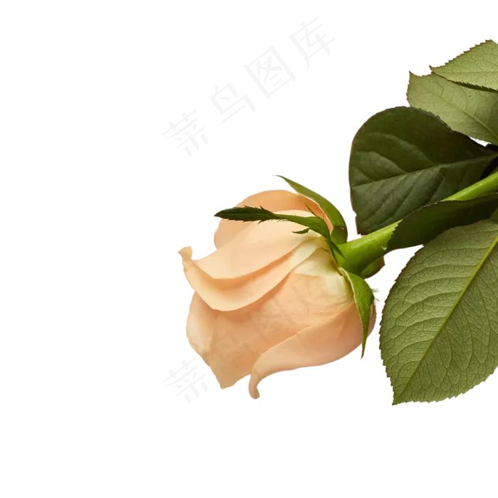 白色花朵(2000X2000(DPI:300))psd模版下载