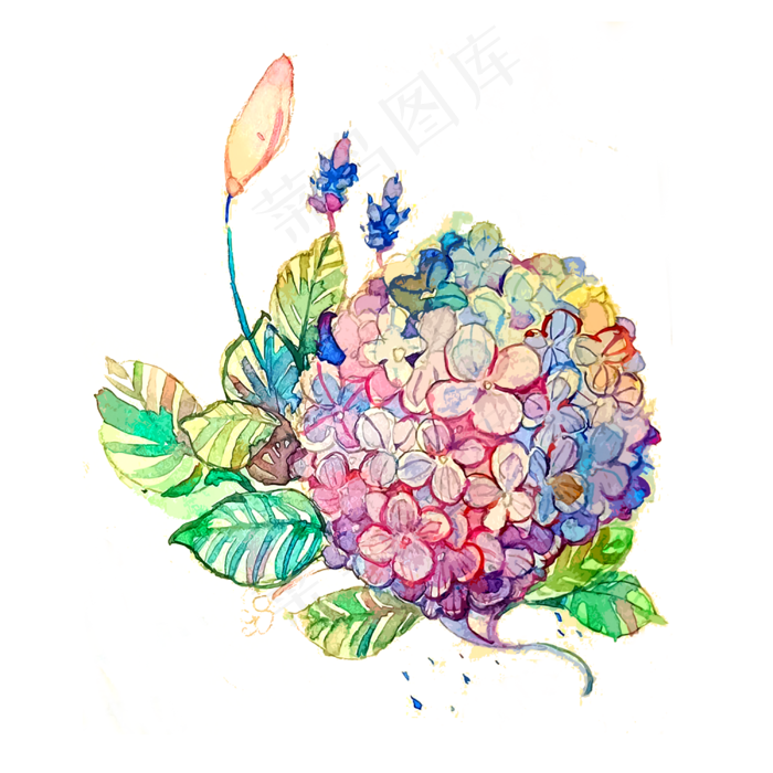 *花绣球唯美彩虹缤纷PNG