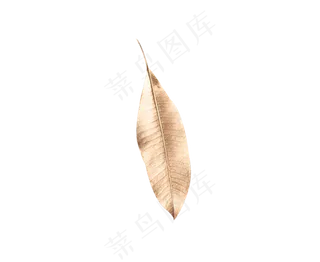 一片金色美丽好看的叶子