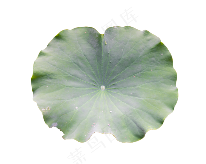 夏至荷叶(2500*2000px 300 dpi )