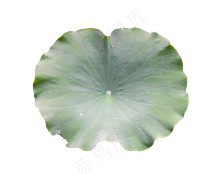 夏至荷叶(2500*2000px 300 dpi )
