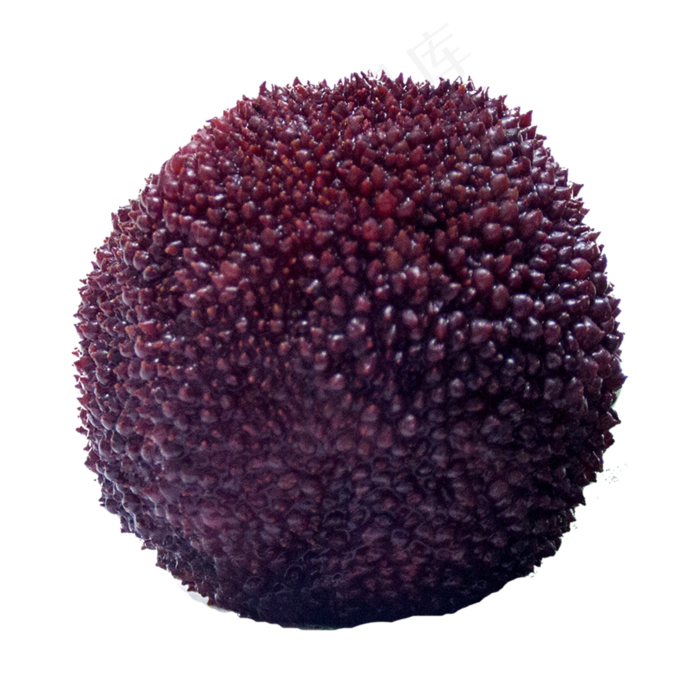 新鲜杨梅(2000X2000(DPI:300))psd模版下载