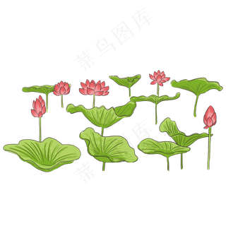 夏季节气荷花荷叶  