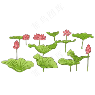 夏季节气荷花荷叶  