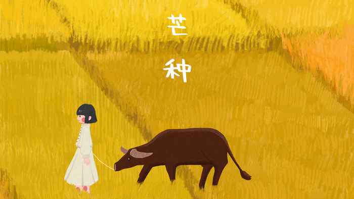 芒种黄色麦田里的女孩和牛(2880*1620px 300 dpi )psd模版下载