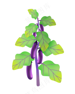 紫色农作物茄子