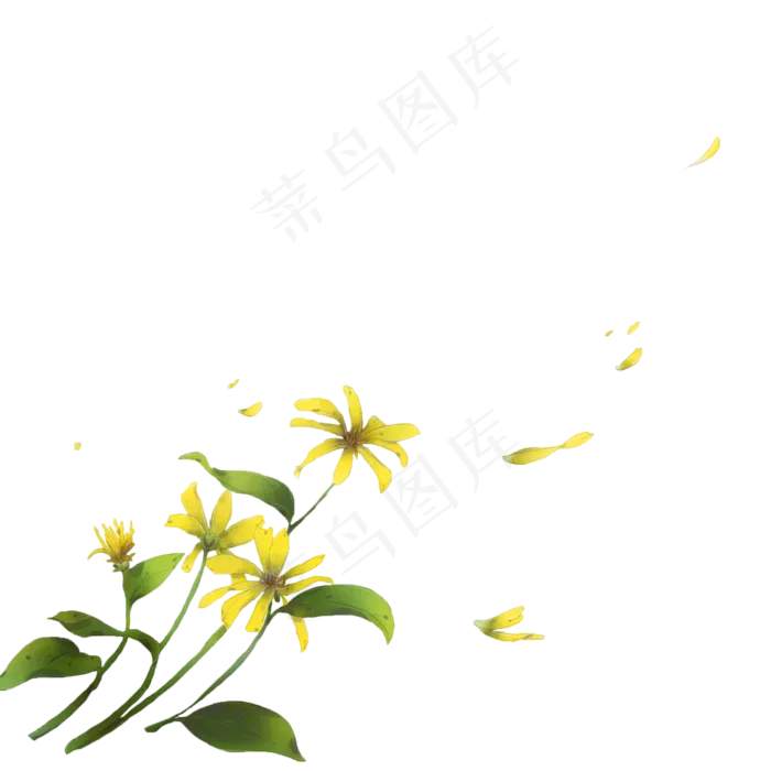 古风素材黄色洋姜花(2000X2000(DPI:300))psd模版下载