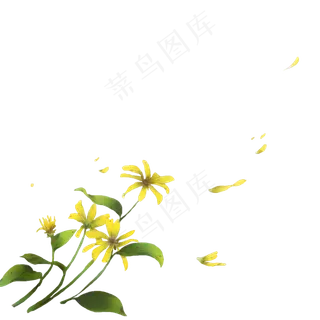 古风素材黄色洋姜花