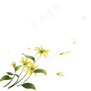 古风素材黄色洋姜花