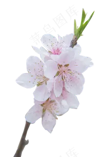 天静物拍摄的之花