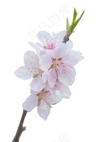 天静物拍摄的之花