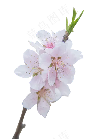 天静物拍摄的之花