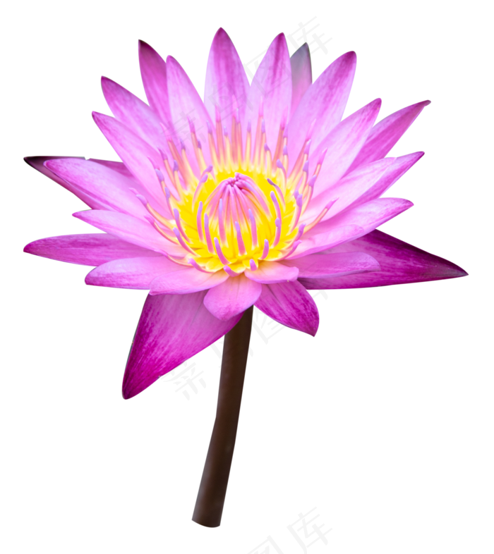 粉色荷花(2000X2245(DPI:300))psd模版下载