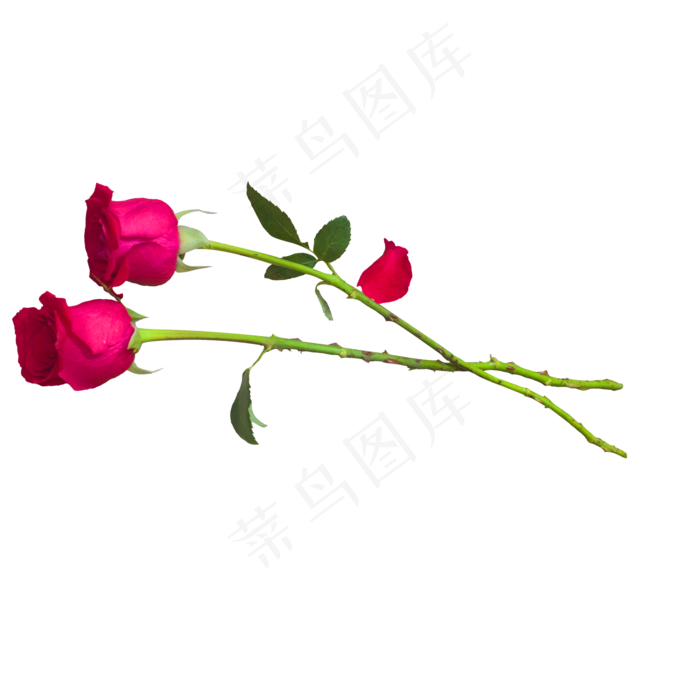 2只红色玫瑰花(2000X2000(DPI:300))