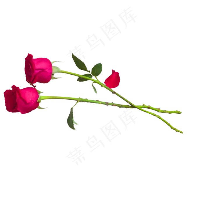 2只红色玫瑰花(2000X2000(DPI:300))