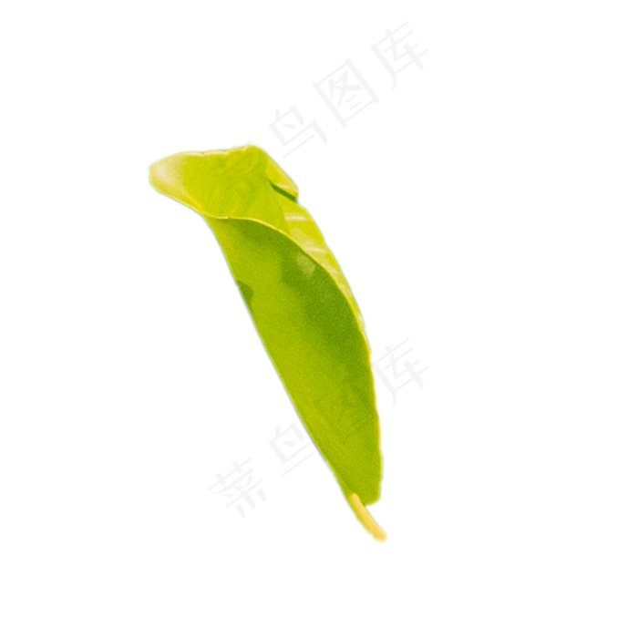 嫩绿植物叶子下载