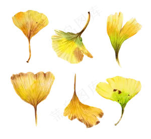 手绘水彩银杏叶png