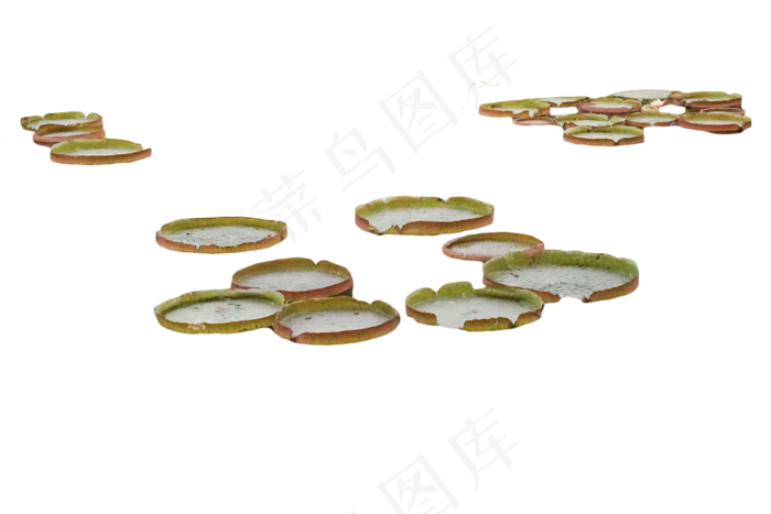 一种种植技术水生花卉(2000X1333(DPI:350))psd模版下载