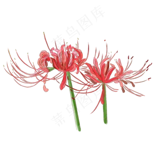 二十四节气花卉之霜降手绘中国风