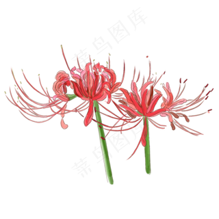 二十四节气花卉之霜降手绘中国风