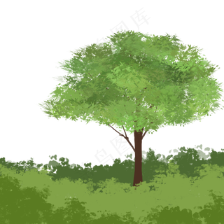 春天长满绿叶的树