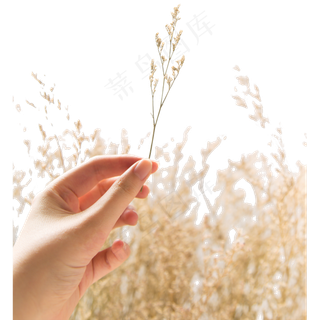 拿着植物的手指