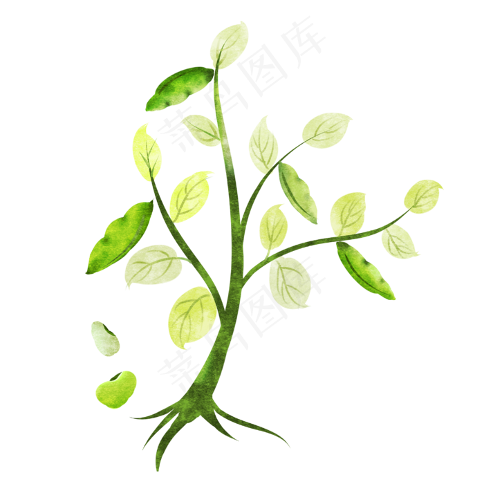 绿色农作物蚕豆