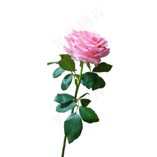 粉色清新文艺玫瑰花