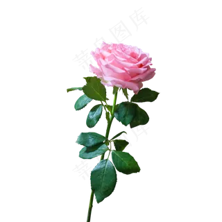 粉色清新文艺玫瑰花
