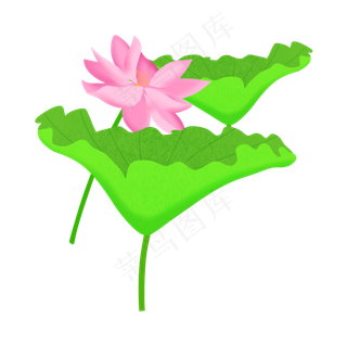 荷花荷叶莲花荷花