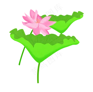 荷花荷叶莲花荷花