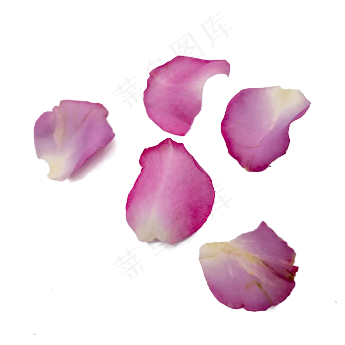 紫色玫瑰花瓣(3543X4000(DPI:72))