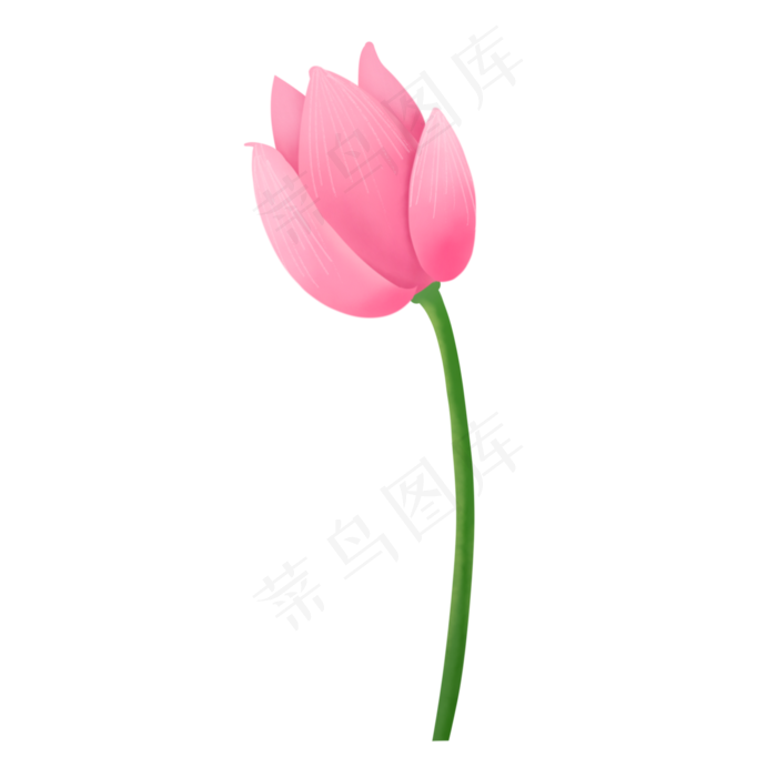 小清新单朵待放粉色荷花