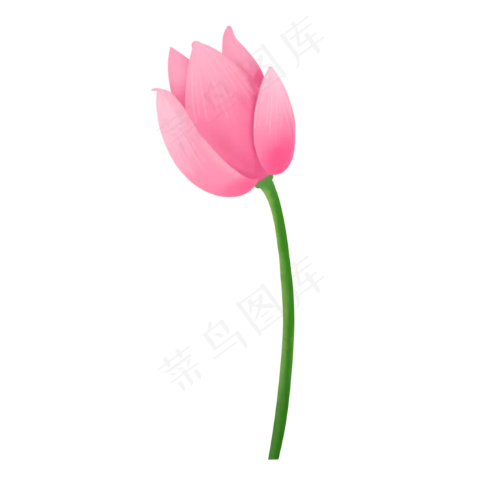 小清新单朵待放粉色荷花(2000X2000(DPI:300))psd模版下载
