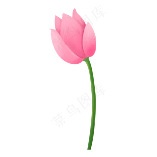 小清新单朵待放粉色荷花