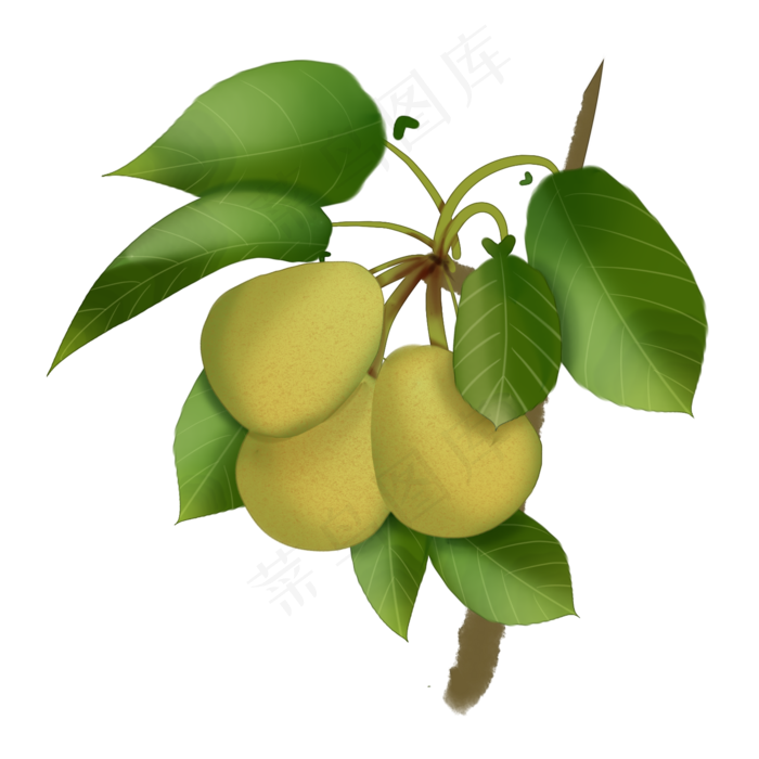 中国风手绘水果梨子