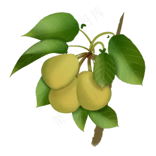 中国风手绘水果梨子