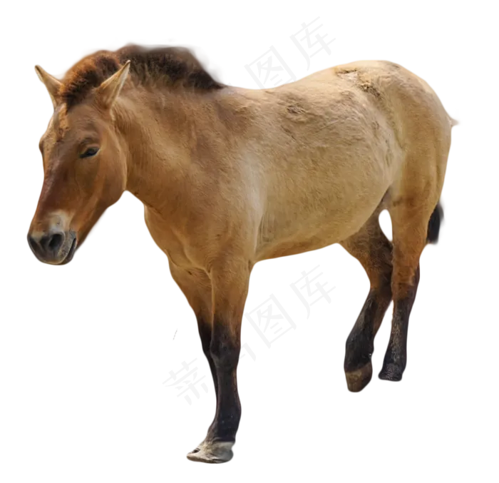 马野马动物,免抠元素(1040*1006px 300 dpi )psd模版下载