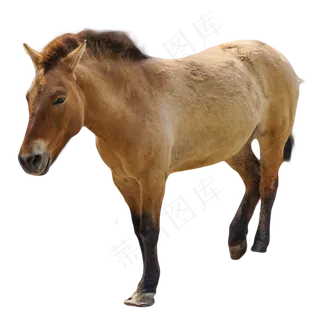 马野马动物,免抠元素