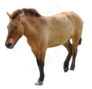 马野马动物,免抠元素