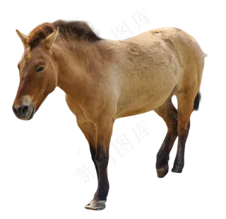 马野马动物,免抠元素
