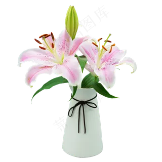 花瓶粉色百合花,免抠元素